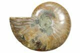 Cut & Polished Ammonite Fossil (Half) - Madagascar #354174-1